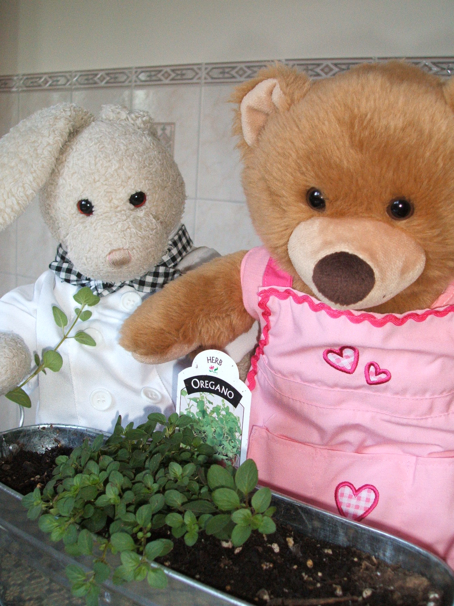 Spaghetti Show Picture