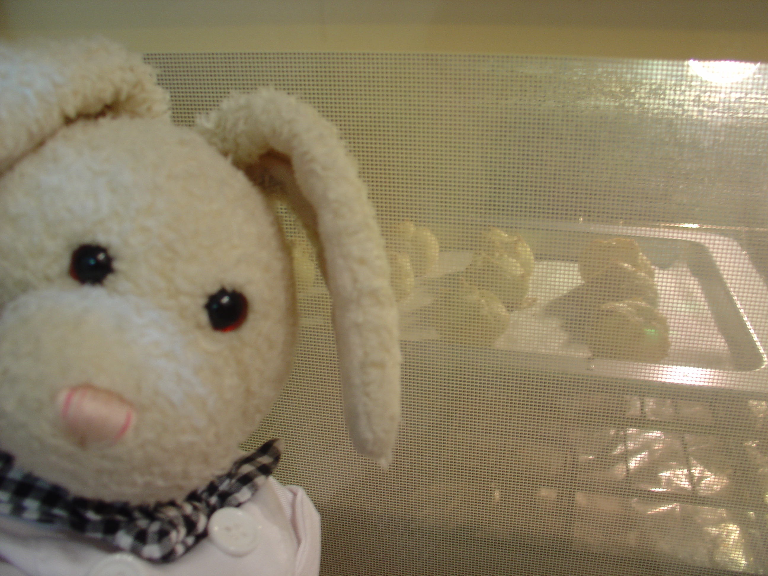 Choux Creme Show Picture