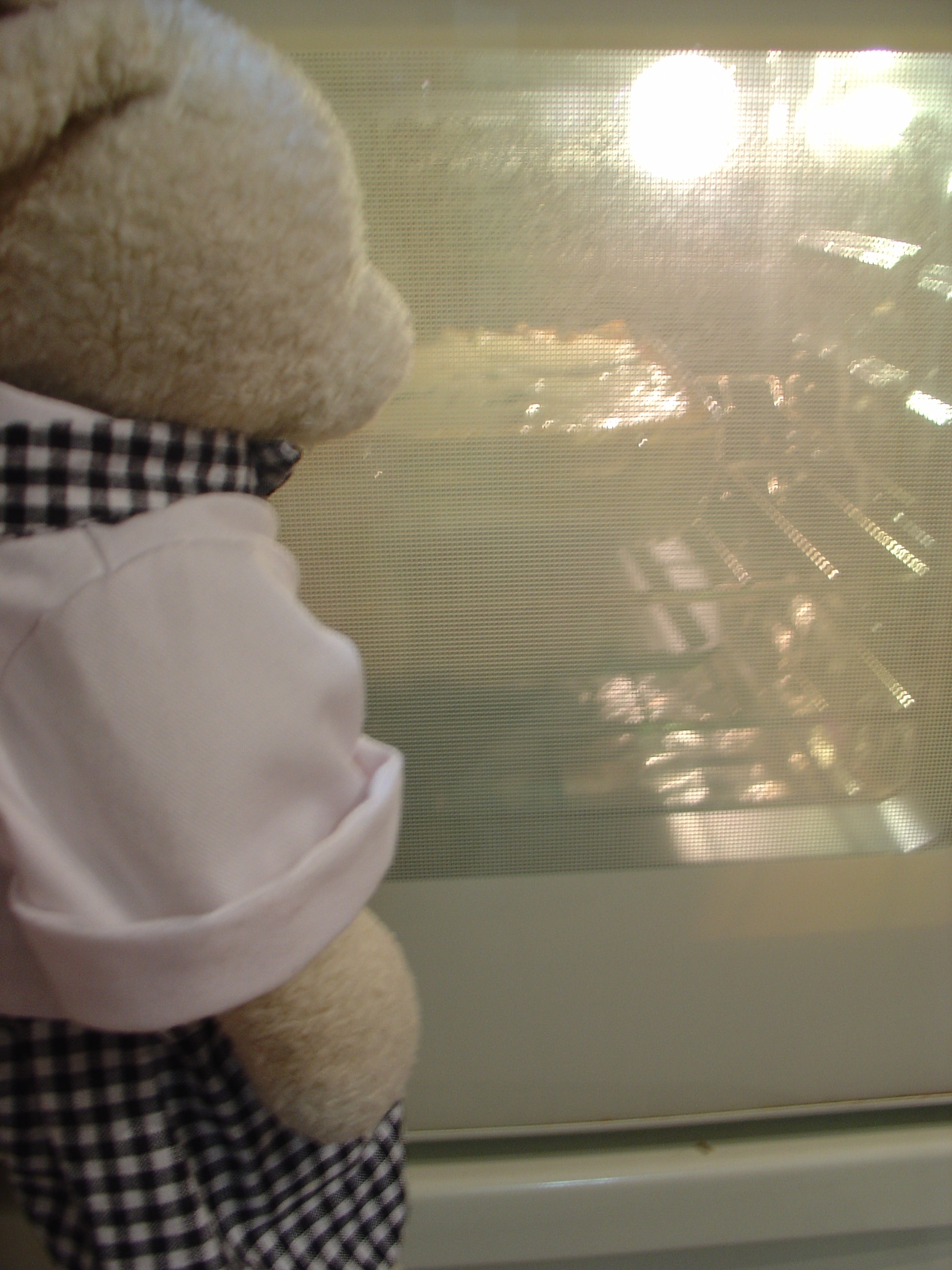 Lasagna Show Picture