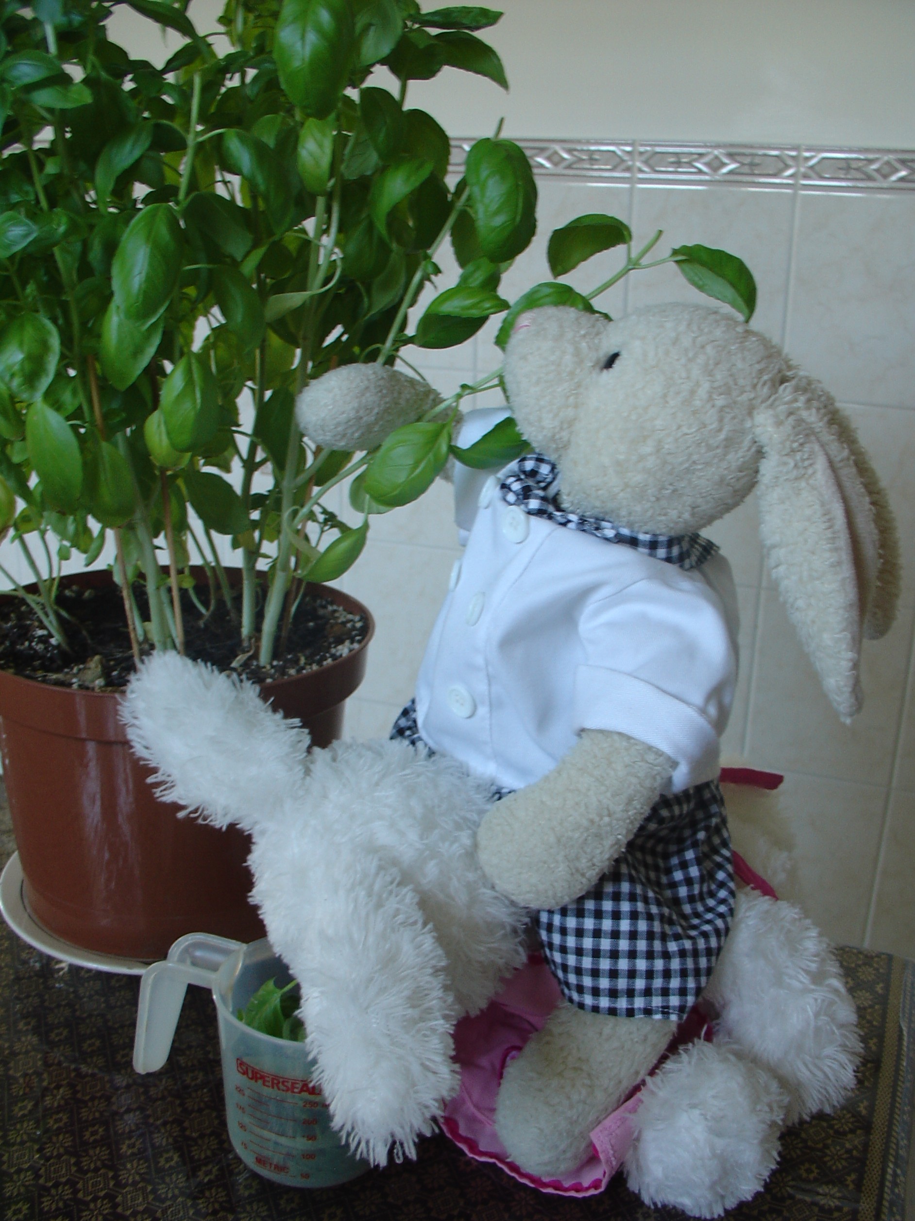 Lasagna Show Picture