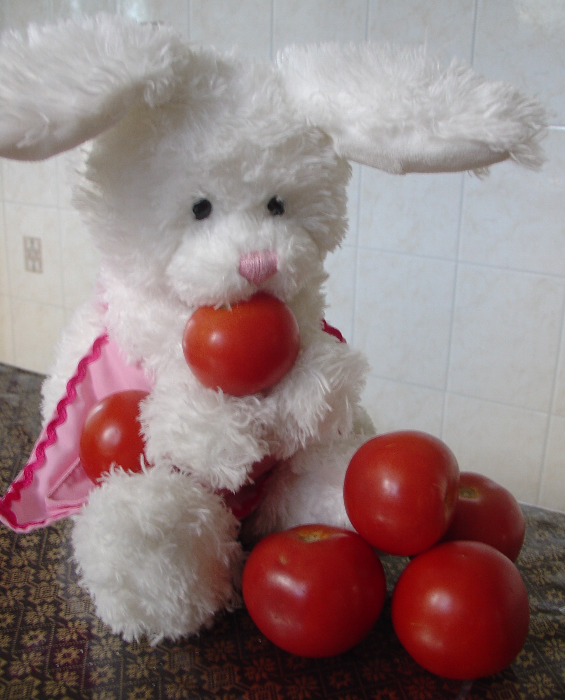 Lasagna Show Picture