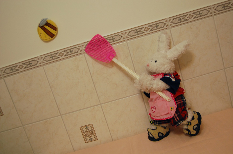 Raspberry Duck Show Picture