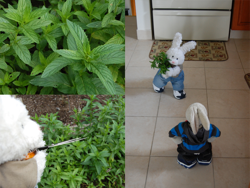 Dinner Party Show Picture