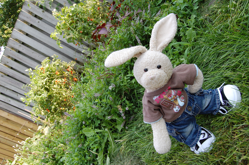 Quinoa Salad Show Picture
