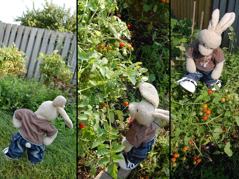 Quinoa Salad Show Picture