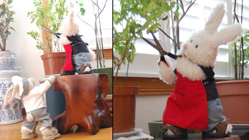 Lemon Sherbet Show Picture